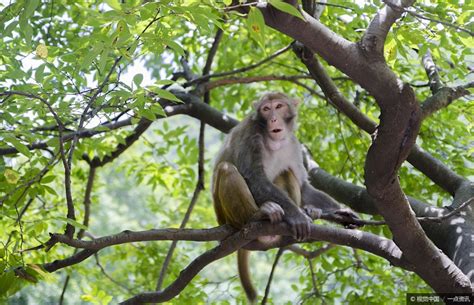 1980年出生的屬猴人的 一生 紅豆杉種植